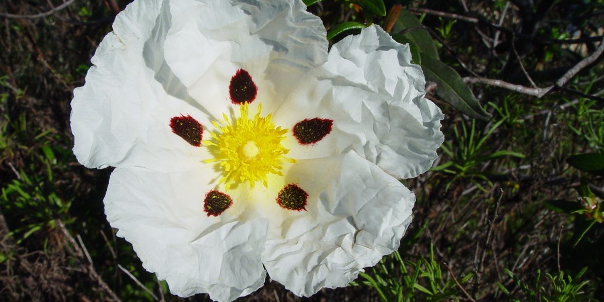 Diamond Depigmentation: Všetko o tomto vzácnom prírodnom produkte