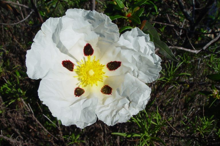 Diamond Depigmentation: Všetko o tomto vzácnom prírodnom produkte